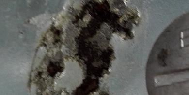 ash staining.jpg